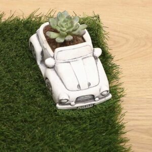 Grey Car Succulent