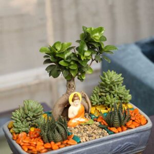 Succulent in Grey Tray